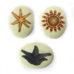 German Plastic Porcelain Decal Painting - Assorted SEA STARS Oval 40x30MM WHITE base