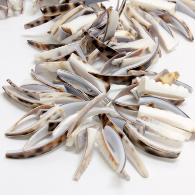 Shell Bead - Irregular Cut Tusk TIGER COWRIE SHELL