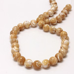 Shell Bead - Smooth Round 10MM BROWN TROCHUS