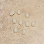 Glass Medium Dome Opaque Cabochon - Oval 06x4MM IVORY